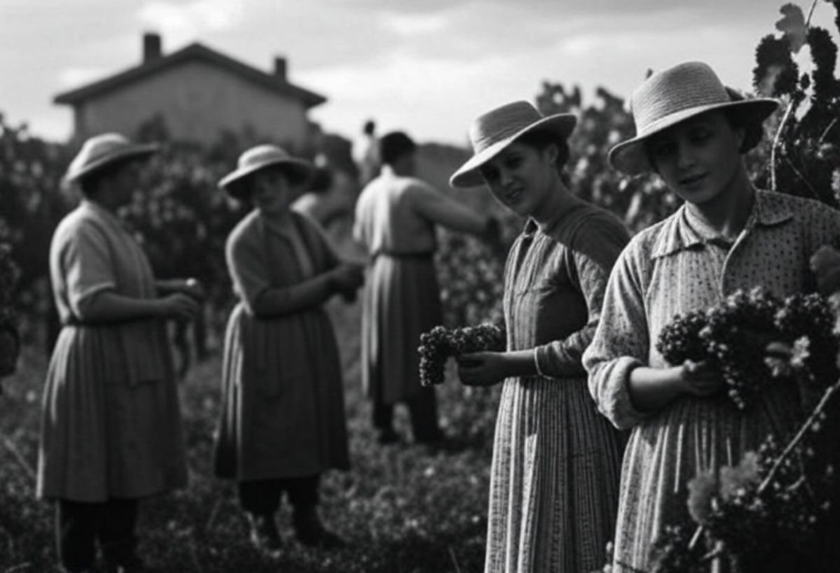 Histoire du vignoble français un héritage millénaire façonné par le terroir