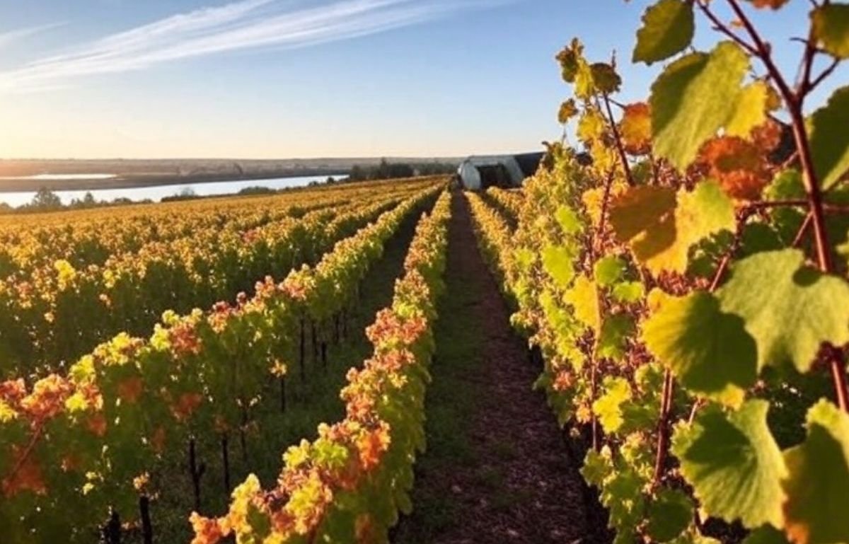 œnotourisme dans le val de loire