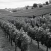 histoire du vignoble de saint emilion